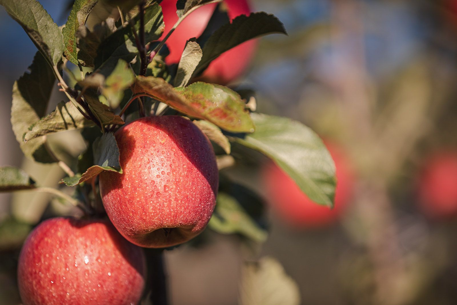 Apfel Stein unter Lebenberg