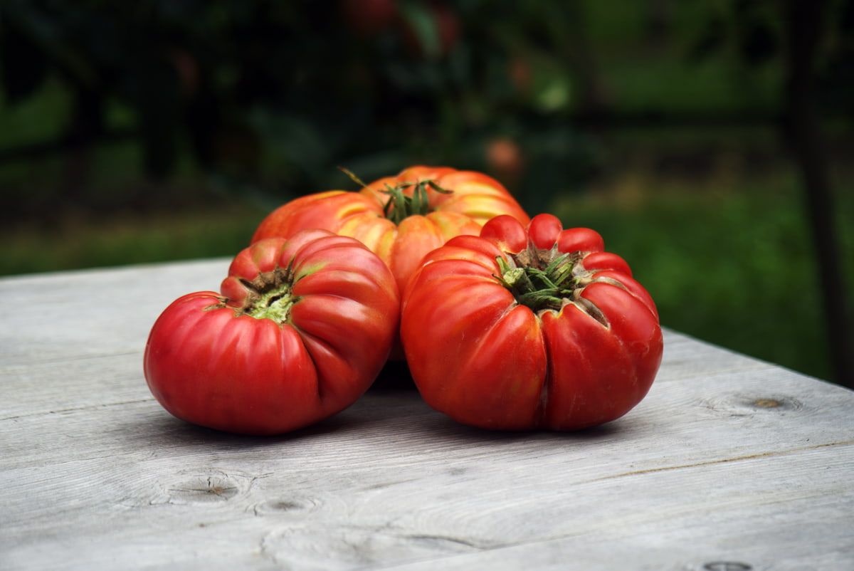 tomaten stein unter lebenberg